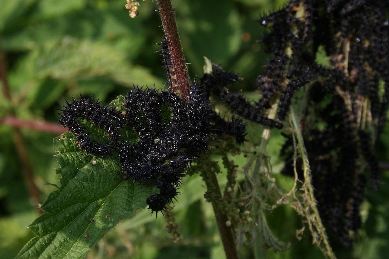 bruchi neri: larve di Aglais io